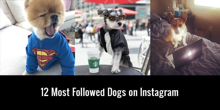 dog pictures